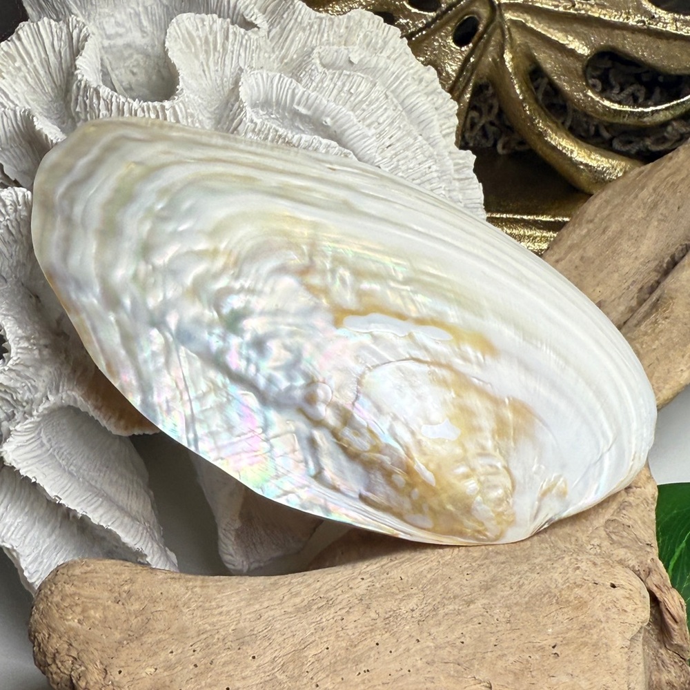 LG Polished Mother of Pearl White Seashell Nautical Jewelry Tray Photo Display